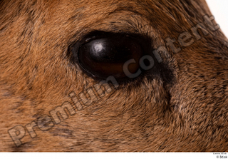 Deer Doe 2 eye 0002.jpg